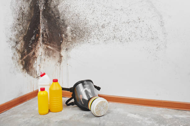 Best Residential Mold Remediation in Madisonville, LA