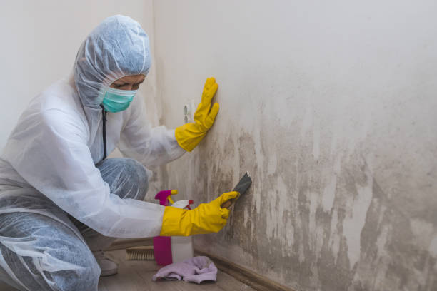 Best Post-Flood Mold Remediation in Madisonville, LA