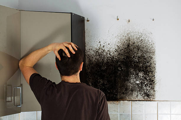 Best Black Mold Remediation in Madisonville, LA